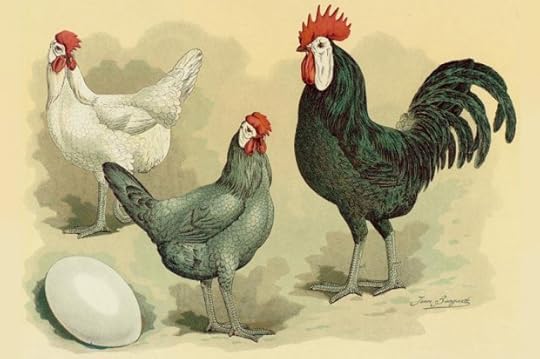 White-Faced Black Spanish Chicken