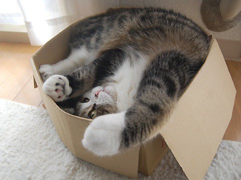 Image result for maru
