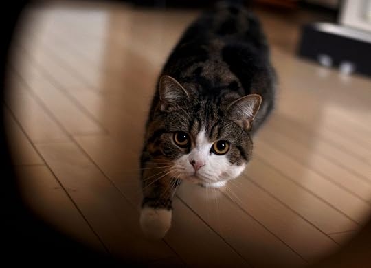 Image result for maru