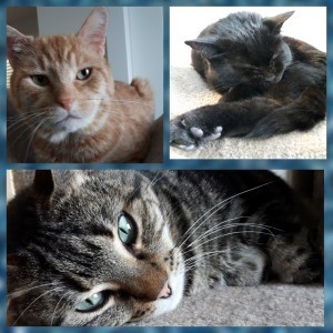 Norton Percy & Bismarck