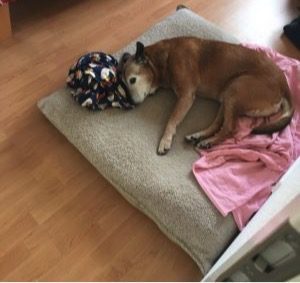old dog lying on her bed