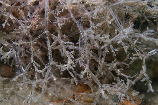 Bryozoan_3756 - top cmp3