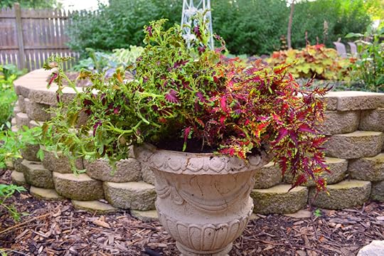 Coleus Under the Sea Hort Couture Container Garden