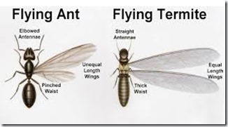 termite