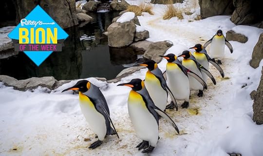 too cold for penguins