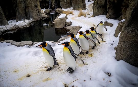 king penguins calgary zoo