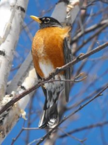 spring-robin_21176883