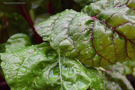 Balcony Wall Garden and Swiss Chard Container Garden © copyright Shawna Coronado