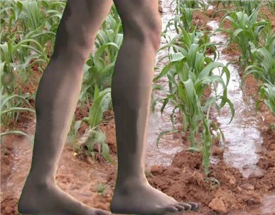 In Egypt the Israelites watered their crops with their foot.