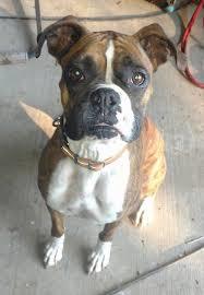 Image result for boxer
