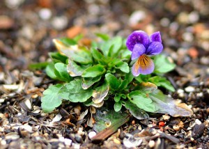 picture of Johnny Jump Up