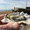 Today���s oyster.