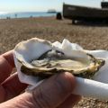 Today���s oyster.