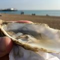 Today���s oyster on the beach.