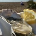 Today���s oyster on the beach.