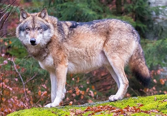 dog domestication: Grey wolf in Bavarian Forest National Park