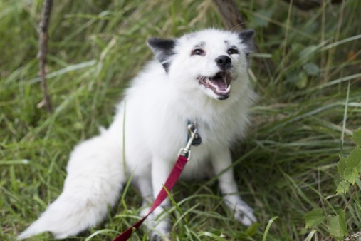 dog domestication: Georgian white Russian domesticated fox