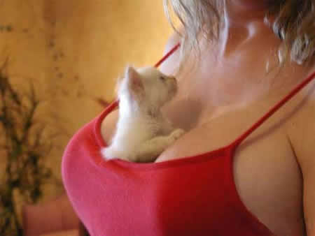 pet_carrier