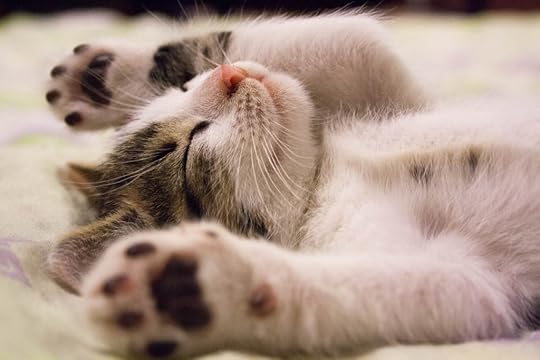 Sleepy Kitten Working on Her Productivity