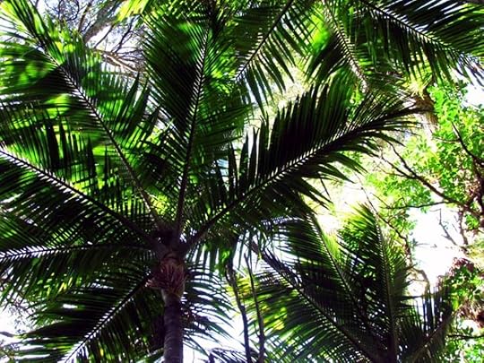 Nikau Palms