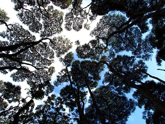 View of the tree canopy at Kaitoke Hot Springs