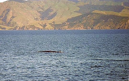 Sighting of a whale from near Great Barrier Island