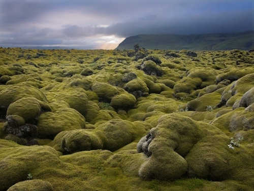  photo iceland20moss20lava20field1_zps3wpfnzut.jpg
