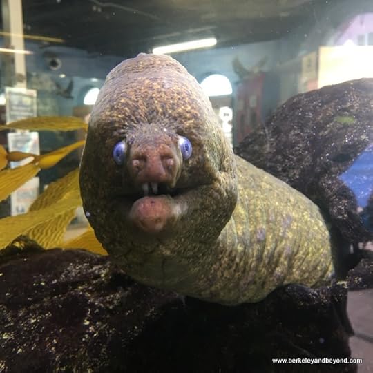 moray eel at Santa Monica Pier Aquarium at Santa Monica Pier in Santa Monica, California