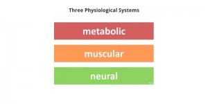 Three Physiological Systems B 800x400