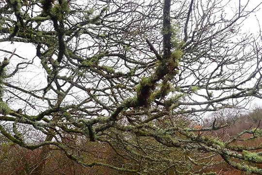 Mossy branches