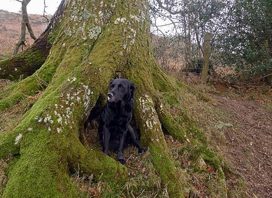 Oak dog