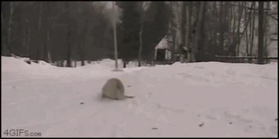 dog sledding GIF