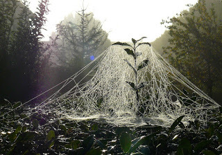 Sheet Weaver (Money) Spider's Web