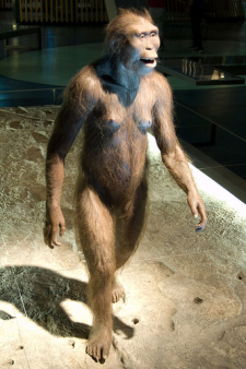 Australopithecus Afarensis - flickriver