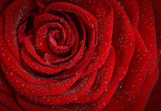 rose-1642970_960_720