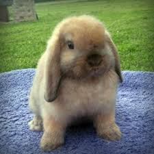 organisation bunny style