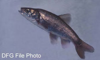 mohave tui chub