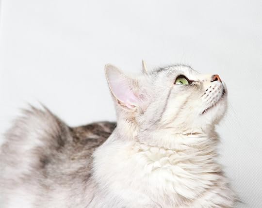 Photo by MassimoCattaneo/iStock / Getty Images