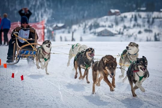 Dogsled Colorado winter