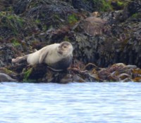 Seal, Selkie Tales the Origin, Beautiful Endeavour Boat Blog