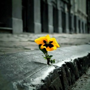 flower-in-sidewalk