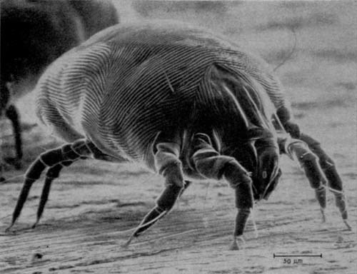 Share the bed with these cute little critters