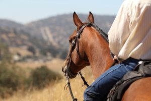 Horse and rider looking at the mountains
