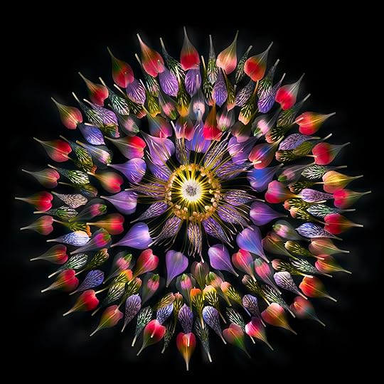 Study in Petals on Black © Harold Davis