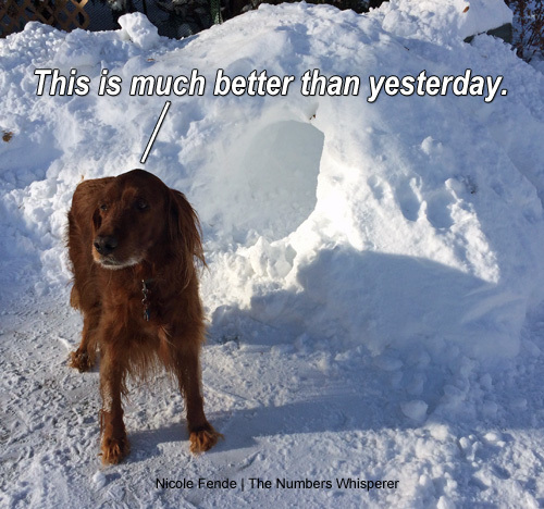 Irish Setter Blizzard 2018