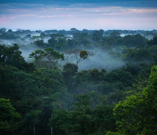 More about Nature and innovation