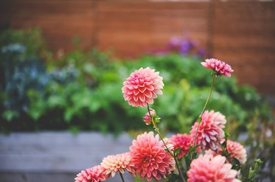 Dahlias_Hilary Dahl_Seattle Urban Farm Co.jpg