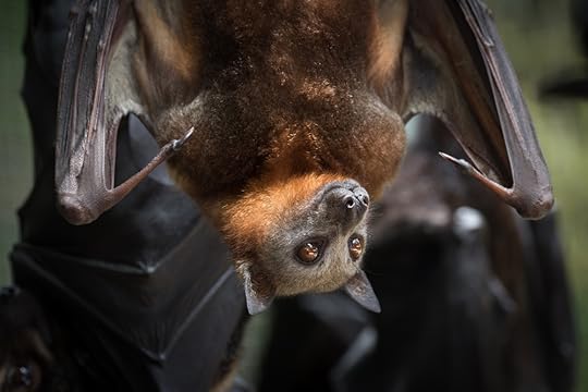 flying fox