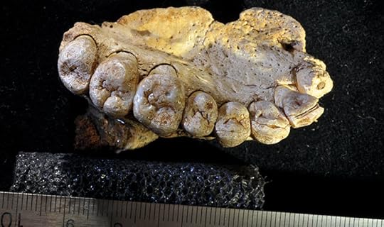 old jaw bone