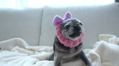 suji apple1